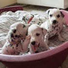 Prod�m kr�sn� a zdrav� o�kovan� �t��ata dalmatin�