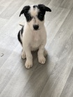 Prod�m �t��ata border kolie