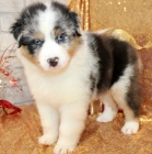 Prod�m �t��ata australsk�ho ov��ka