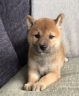 Prod�m �t��ata shiba inu