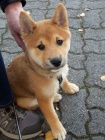 Prod�m �t��ata shiba inu