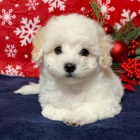 Prod�m �t��ata Maltipoo.