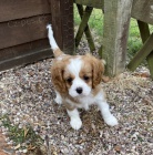 Prod�m �t��ata kaval�r King Charles �pan�l.