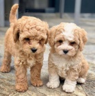 Prod�m o�kovan� a od�erven� �t��ata Cavapoo mini.
