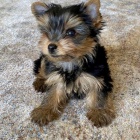 Prod�m �t��ata MINI YORKIE.