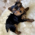 Prod�m �t��ata MINI YORKIE.
