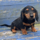 Prod�m �t��ata jezev��ka dlouhosrst�ho kr�l�ka.