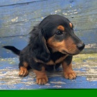 Prod�m �t��ata jezev��ka dlouhosrst�ho kr�l�ka.