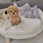 �t��ata toy pudla k adopci.