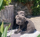 Prod�m �t��ata staford��rsk�ho bulteri�ra.