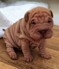 Prod�m zdrav� �t��ata o�kovan� shar-pei.