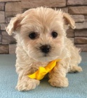 Prod�m �t��ata Maltipoo.