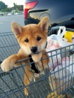 Prod�m �t��ata shiba inu