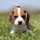 �t��ata b�gla na prodej.