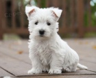 Prod�m mini mini �t��ata West Highland White Terriers