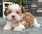 Prod�m �t��ata SHIH TZU