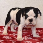 Prod�m �t��ata anglick�ho buldo�ka