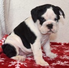 Prod�m �t��ata anglick�ho buldo�ka