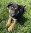 Prod�m �t��ata n�meck�ho ov��ka