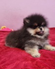 Medv�dci Pomeranian BOO, �t��ata Pomeranian Spitz