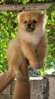 Medv�dci Pomeranian BOO, �t��ata Pomeranian Spitz
