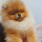 Medv�dci Pomeranian BOO, �t��ata Pomeranian Spitz