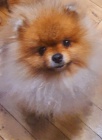Medv�dci Pomeranian BOO, �t��ata Pomeranian Spitz