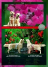 �t��ata s PP FCI - zlat� retr�vr / Golden Retriever
