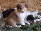 Prod�m mini �t��ata Sheltie.