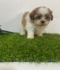 �t��ata shih tzu