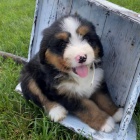 Prod�m zdrav� a o�kovan� mini �t��ata Bernedoodle.