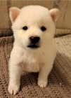�t��ata shiba inu