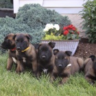 Prod�m zdrav� �t��ata belgick�ho malinoise.