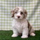 Prod�m zdrav� mini �t��ata Aussiedoodle.