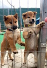 Prod�m miniaturn� japonsk� �t��ata shiba inu
