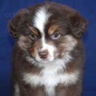 Prod�m �t��ata australsk�ho ov��ka