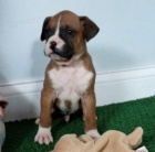 Prod�m �t��ata n�meck�ho boxera.