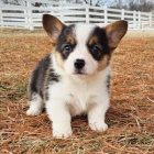 Prod�m �t��ata Pembroke Welsh Corgi.