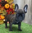 Prod�m ZDRAV� a O�KOVAN� �t��ata francouzsk�ho buldo�ka.