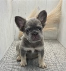 �t��ata francouzsk�ho buldo�ka