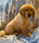 �t��ata zlat�ho retr�vra