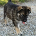 Prod�m �t��ata n�meck�ho ov��ka