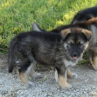 Prod�m �t��ata n�meck�ho ov��ka