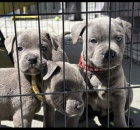 Prod�m zdrav� �t��ata staford��rsk�ho bulteri�ra