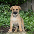 Holandsk� ov��k Sm�s australsk�ho ov��ka na prodej