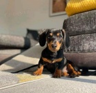 Prod�m zdrav� �t��ata kr�tkosrst�ch jezev��k�