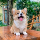 Prod�m �t��ata Pembroke Welsh Corgi.