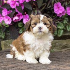 Prod�m �t��ata SHIH TZU