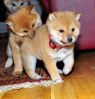 Prod�m �t��ata shiba inu