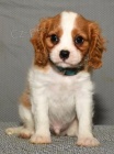 Prod�m mini o�kovan� �t��ata Kaval�r King Charles Spaniel.